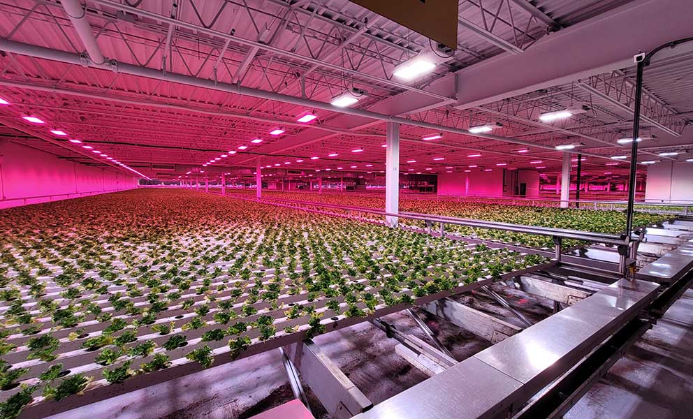 Navada and Lufa Farms Story